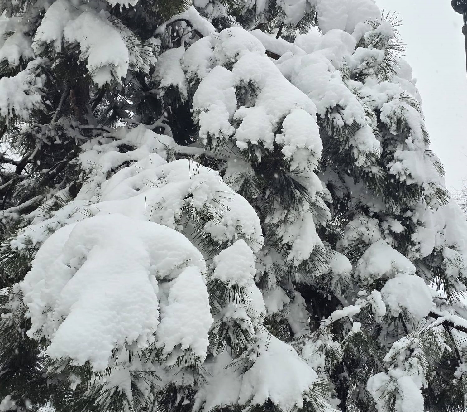 Avertisment pentru șoferi: Nu parcați sub pomi